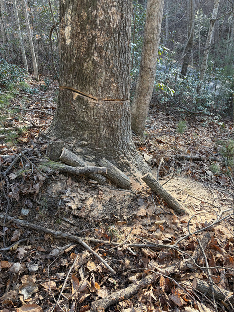 IMG 9085