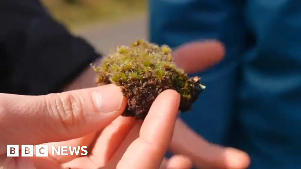 Killer Fungus Offers Hope for Damaged British Habitats