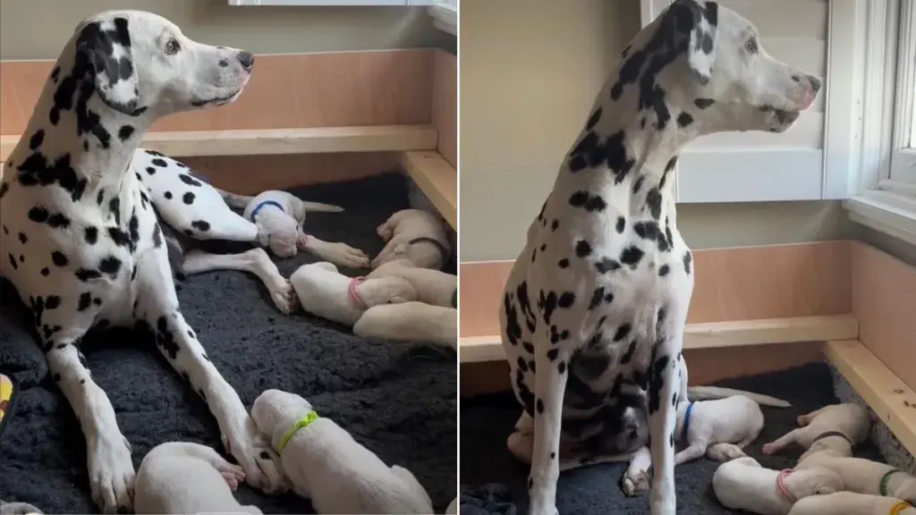 Mama Dog's Little Baby Clings to Her Paw