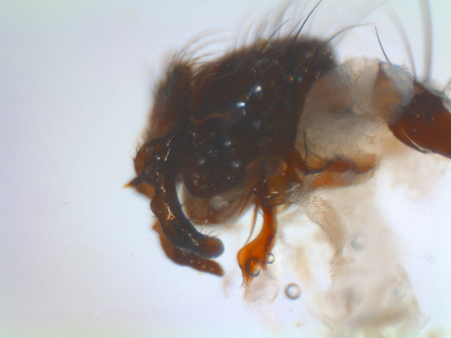 i.ibb.co/Fm0YGSt/Anthomyia-procellaris-m2.jpg