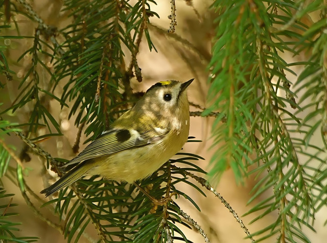 Королёк желтоголовый Regulus regulus