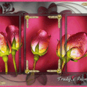 11.gif