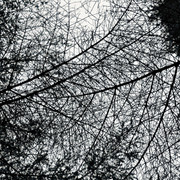 IMGP1477-D
