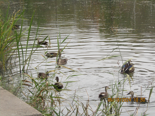 IMG-0083