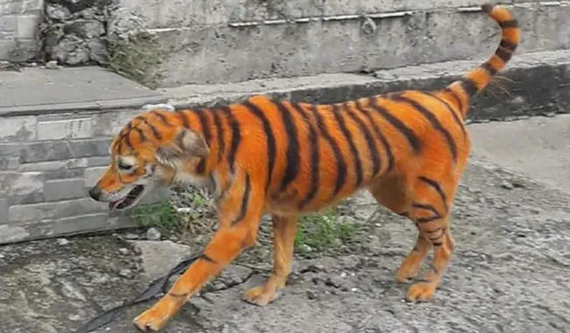 tiger