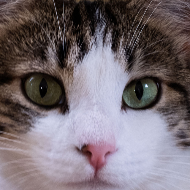 Creative Effects Challenge No. 289 - Orbing Again! | Photoshop Elements ...