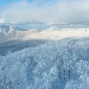 藏王树冰9.webp