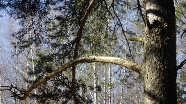 DSC9508-2.jpg