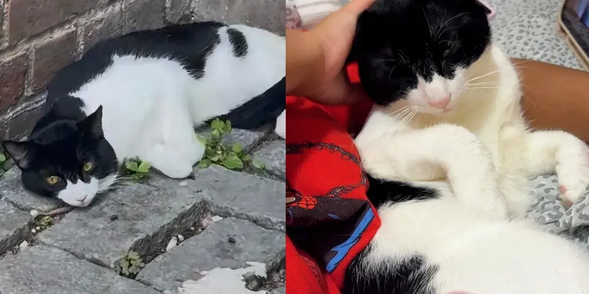 Frightened Feline Finds Comfort After Three Days of Fear