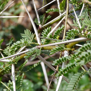 Acacia