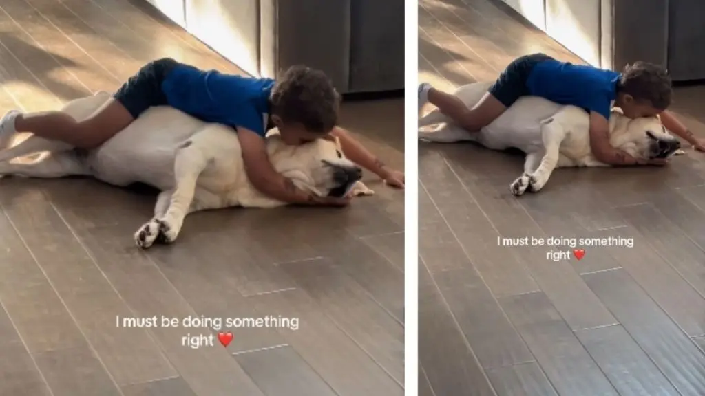 Little Boy's Tender Kisses Melt Heart of Labrador in Viral Clip