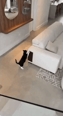 PawGuard gato