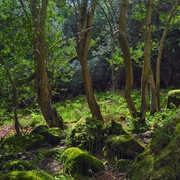 DSCF4962