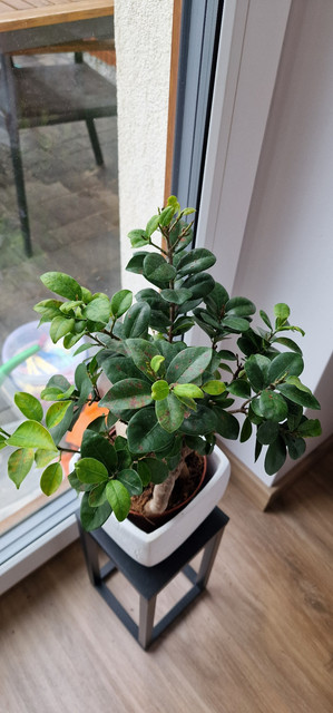ficus-1