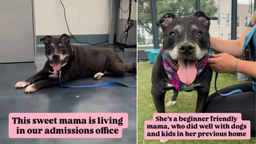 Mama Shelter Dog's Life Slows Down, Heart Remains Big