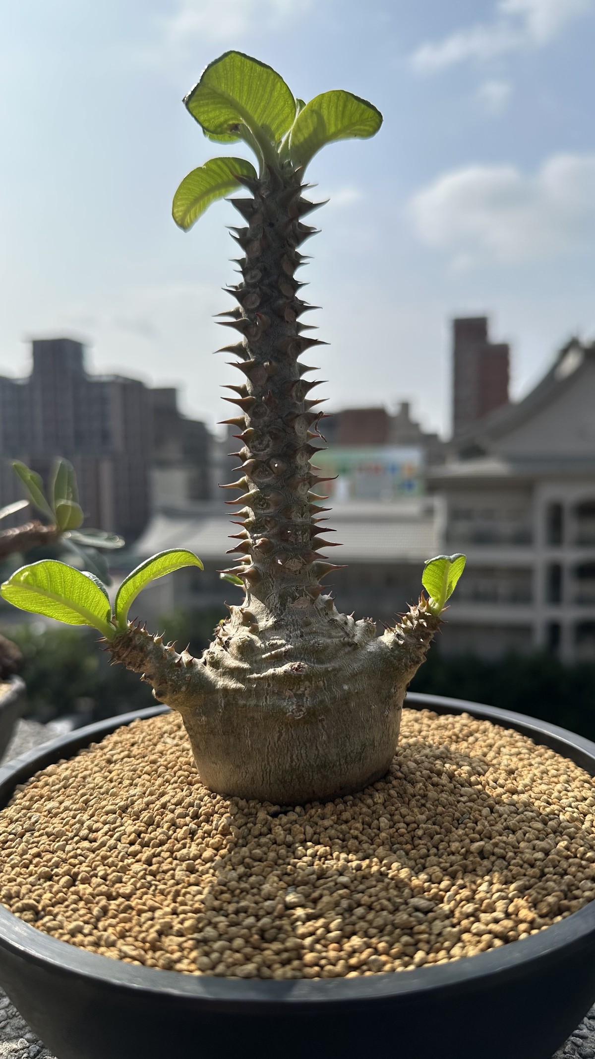 溫莎瓶幹換盆前