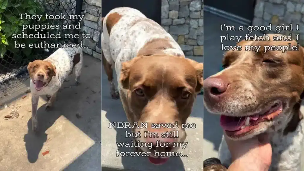 Mama Dog Waits for Forever Home After Losing Babies