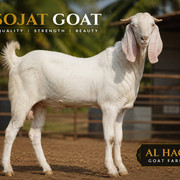 Al Haq Goat Farm Premium Collection