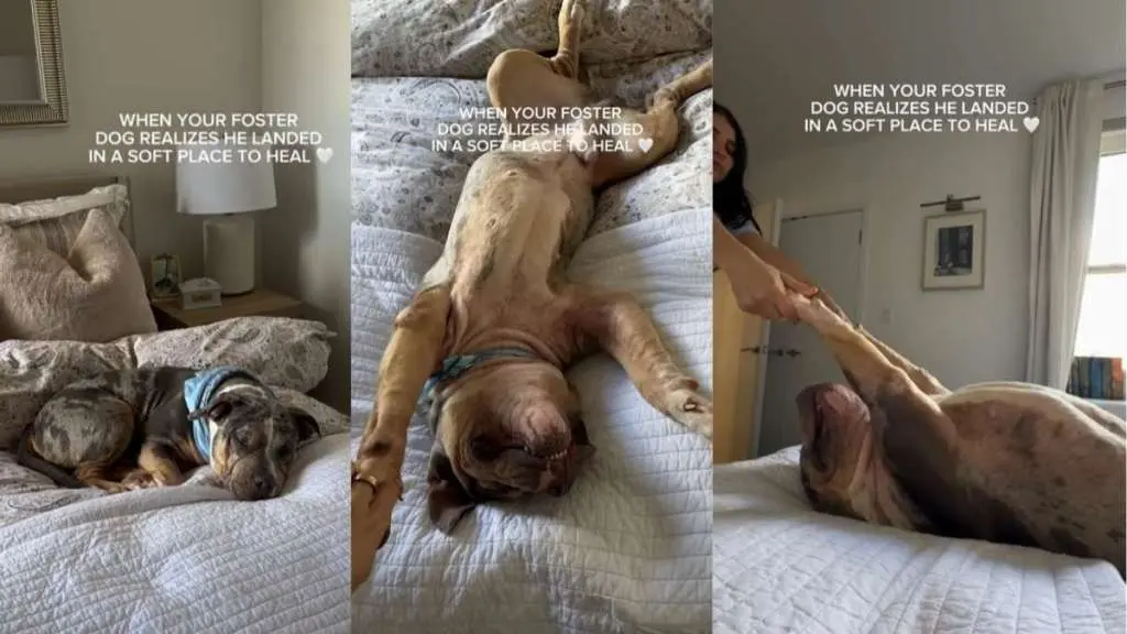 A Rescue Dog Finds Peace and Comfort in a New Foster Home