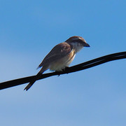 P6283005.jpg
