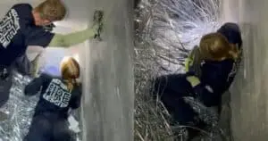 Kitten’s Dramatic Rescue Leads to New Home