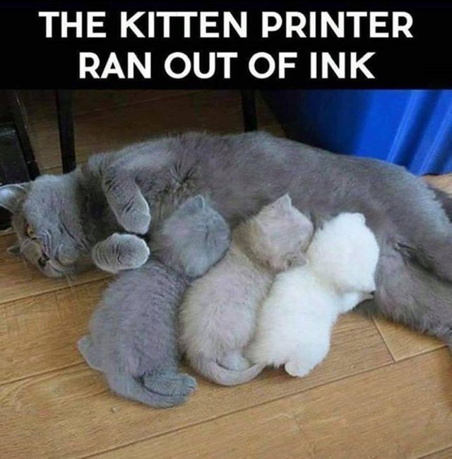 The-kitten-printer.jpg