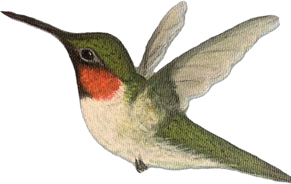 Hummingbird