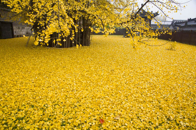 gingko-05