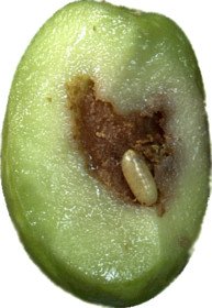 Olive véreuse Olive véreuse