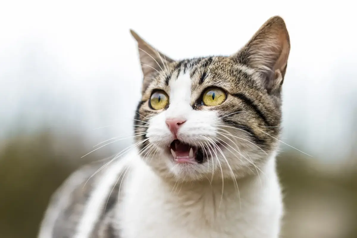 Your Cat's Subtle Signals: How Felines Claim Their Humans