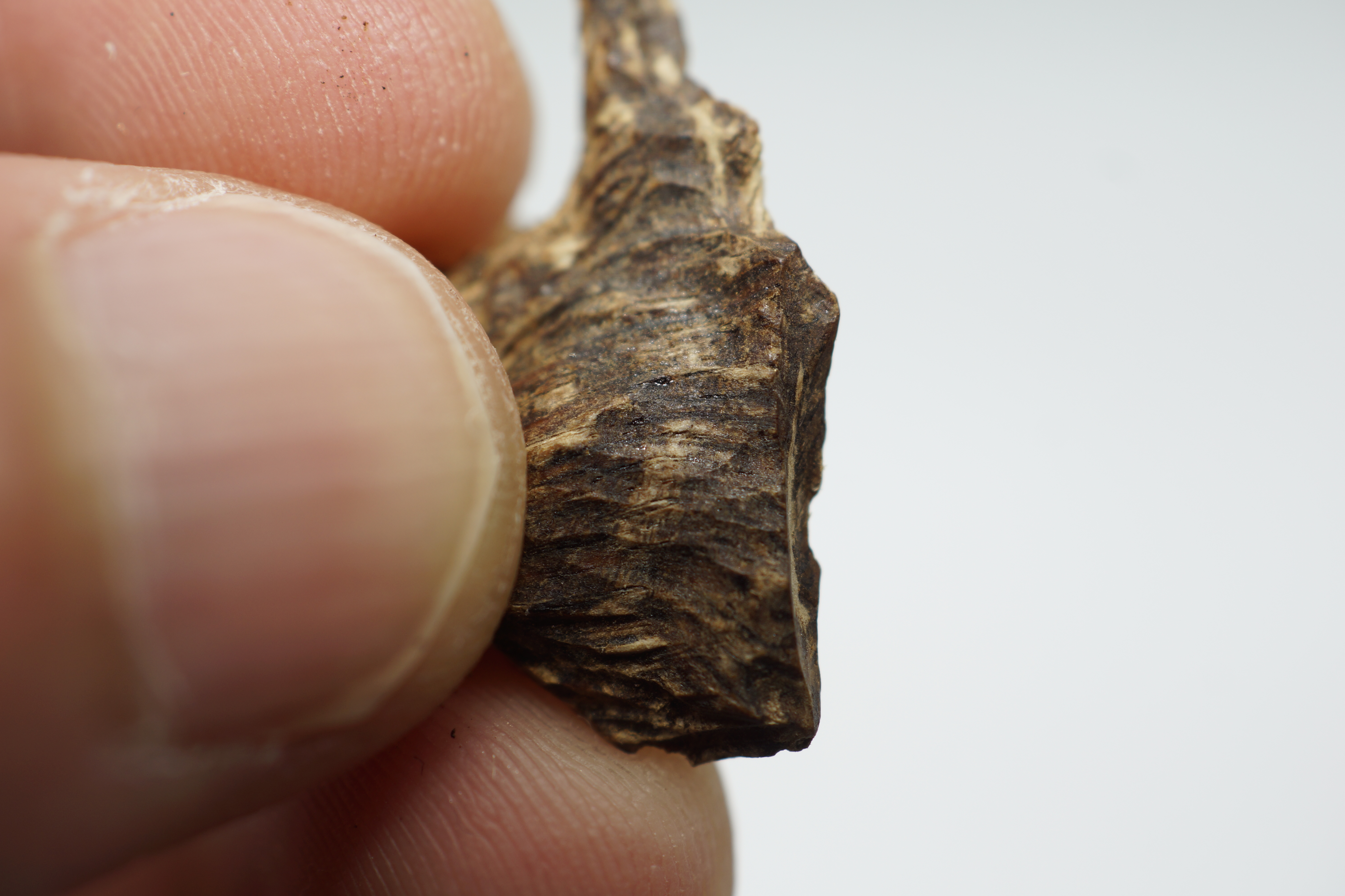 [Ouddict.com] Oud Photos