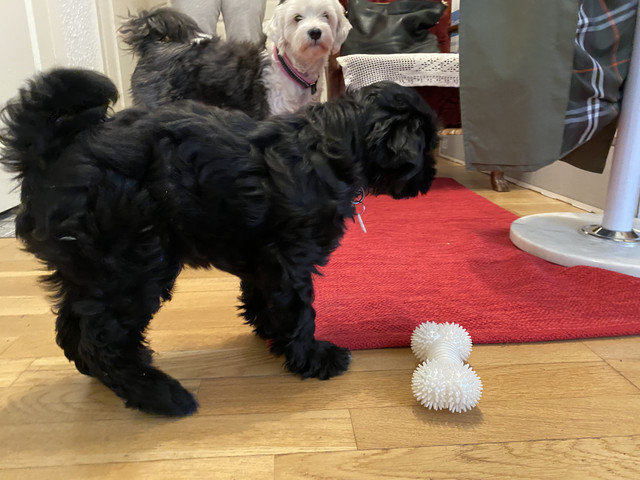 976-A0562-1-AE9-455-D-A1-C1-AE27-D02-B0-