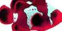 paya1.png