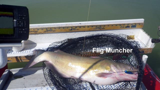 FLIG-MUNCHER