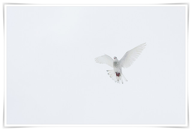 IMG-9520