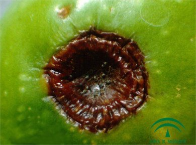 Olive infected by Sphaeropsis dalmatica fungus olive photo infected by the Sphaeropsis dalmatica fungus