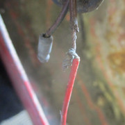 IMG-6101