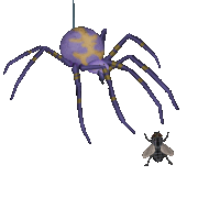 spider-fly.gif