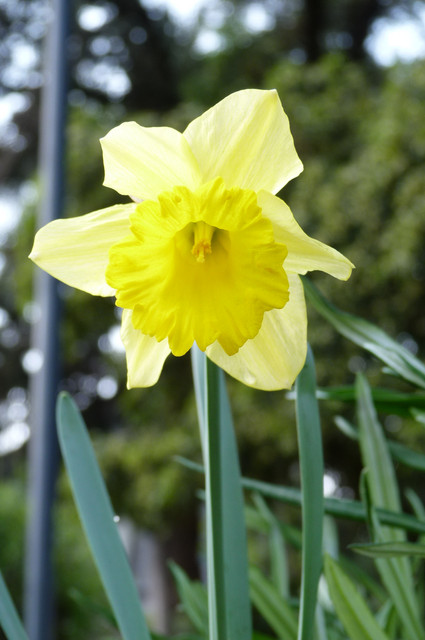 Narciso.jpg