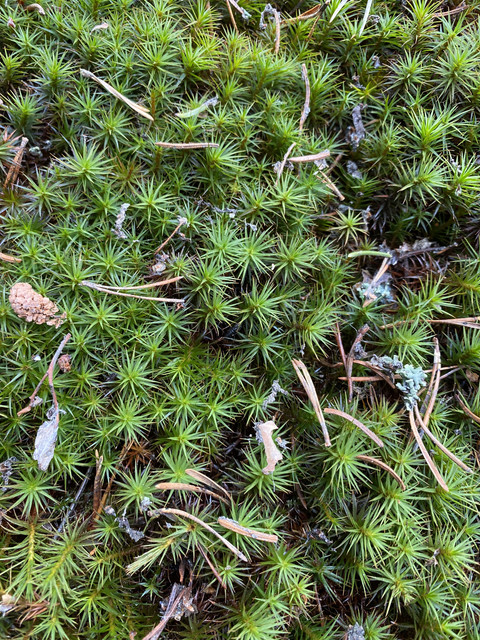 32-E91-DED-E3-F3-436-D-A232-6-F0-FF4315-