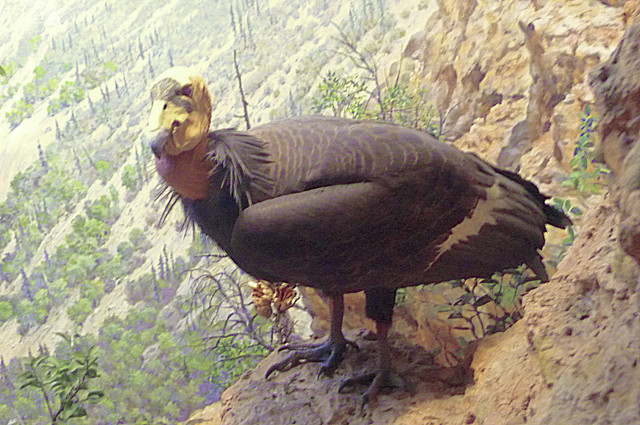 California Condor.jpg
