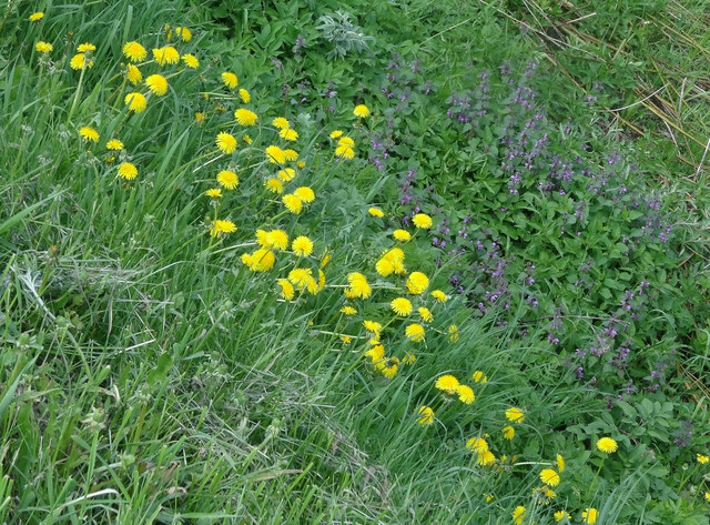 DSC00040-5.jpg