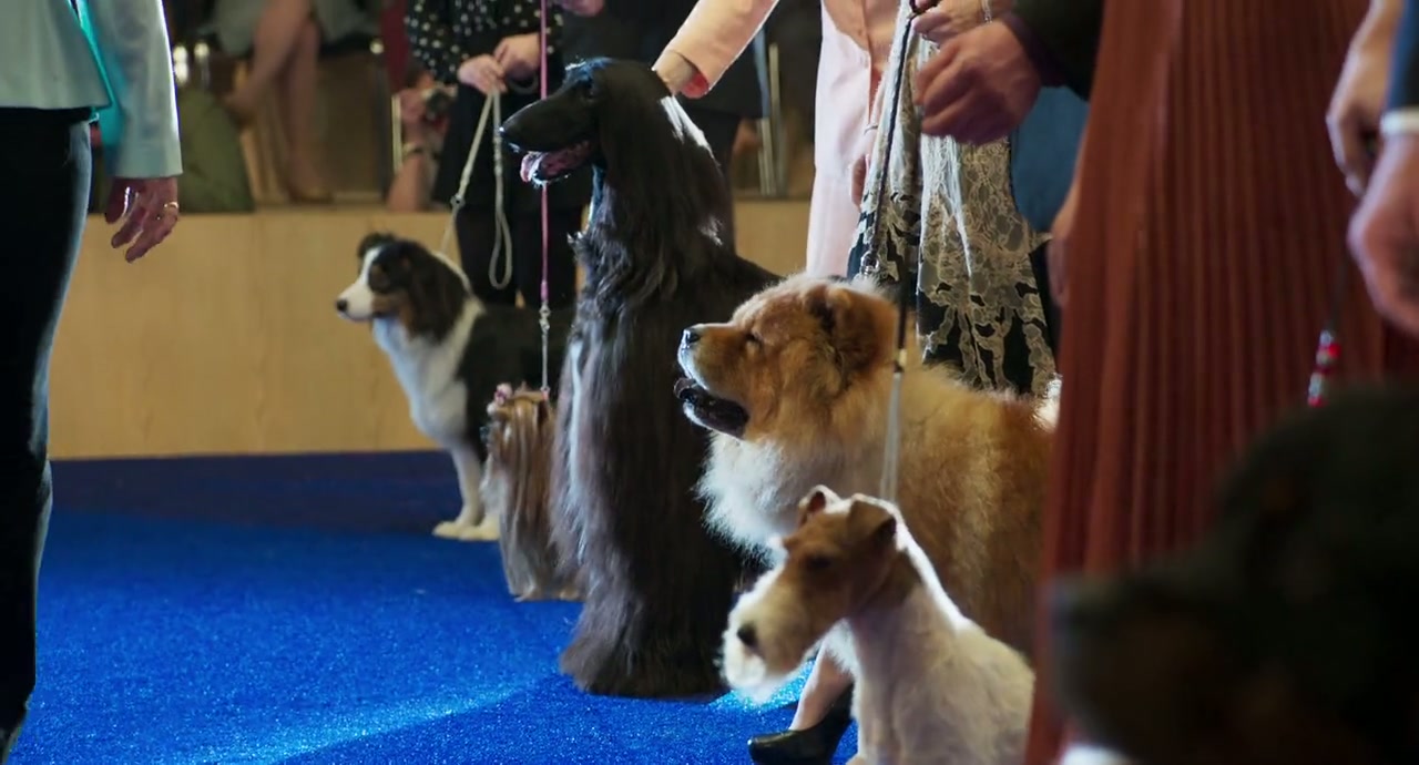 Show Dogs Screenshot