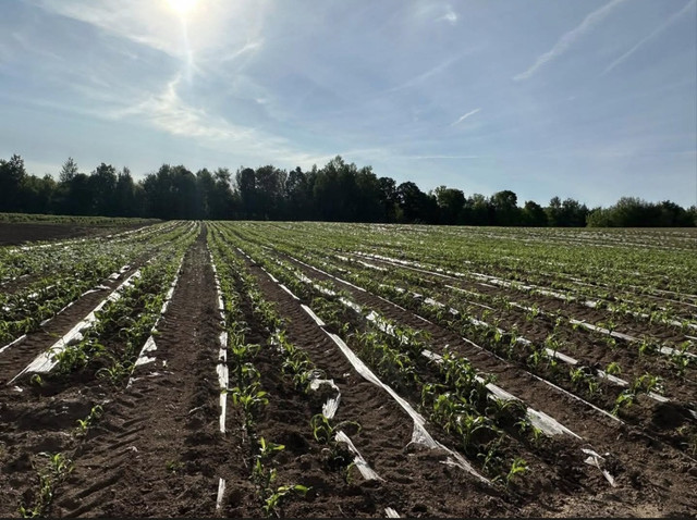 From the DJ's Fresh Market feed — Appleton Wisconsin farm stand