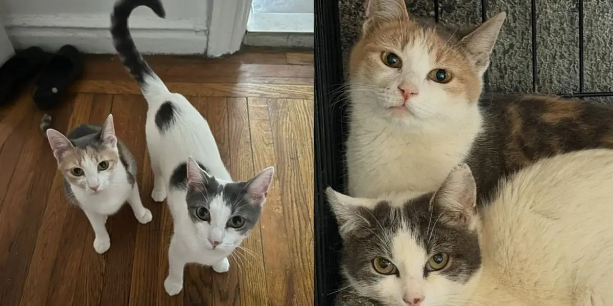 Cat Sisters Find Forever Home After Rescuing from Filthy Auto Shop
