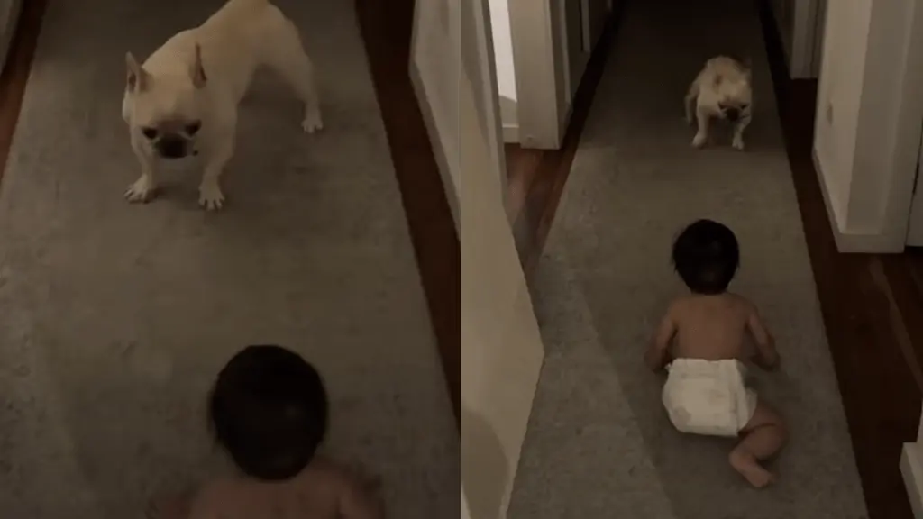 Dog’s Priceless Reaction to Baby’s Crawling Milestone Captured on Video