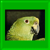 birdboys place