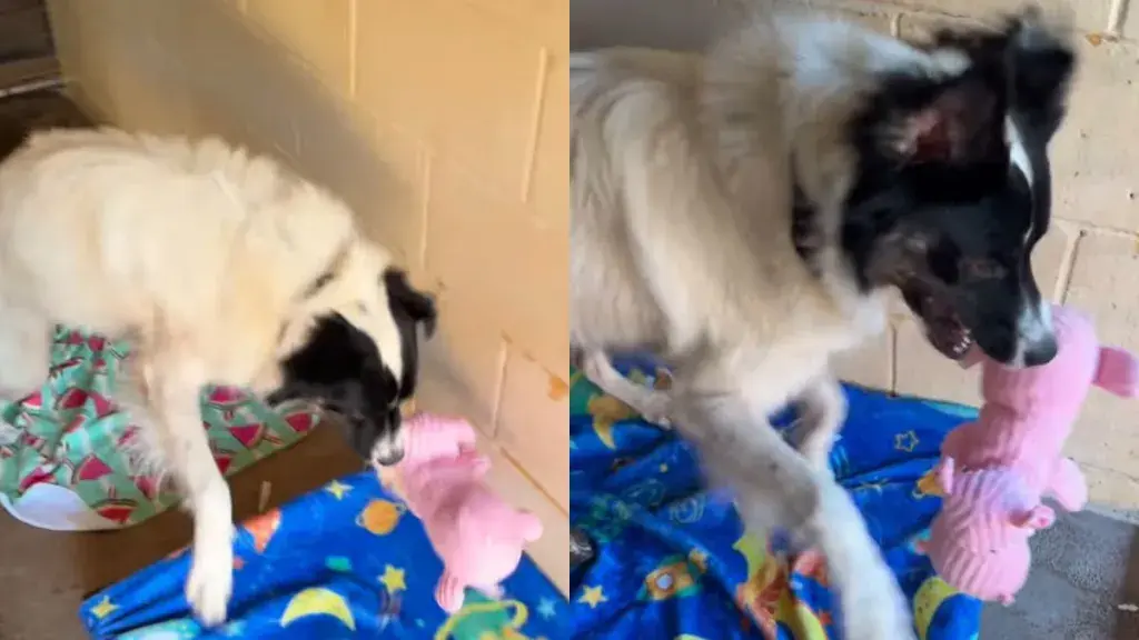 Shelter Dog Creates Own Little World Inside Tiny Kennel