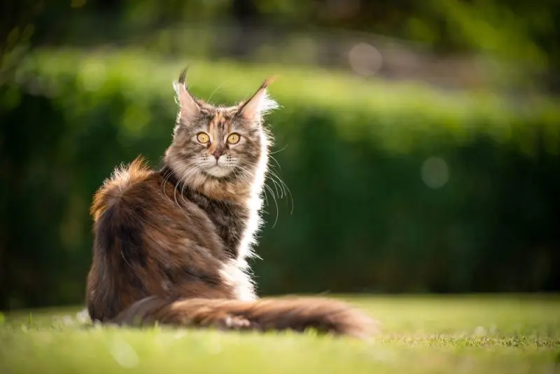 Protecting Pets From Summer Pests