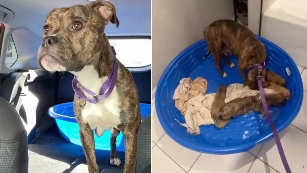 Mama Foster Dog Rushes to Check on Babies